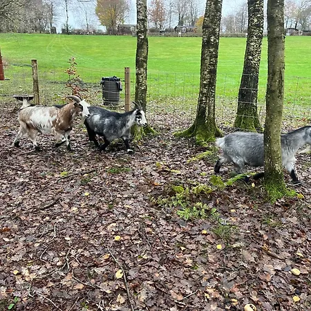 캠프장 Egtved Camping Cottages 엑트베드